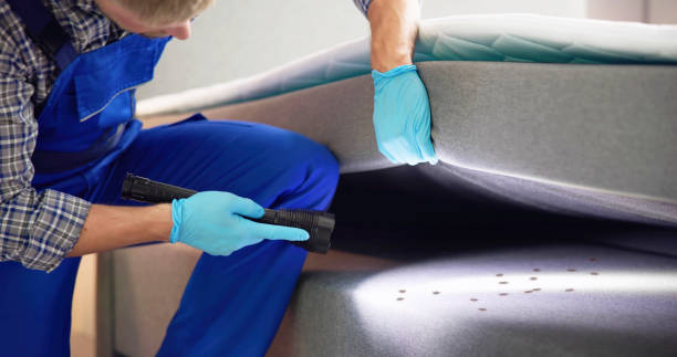Best Ant Control Services  in Boston Heights, OH